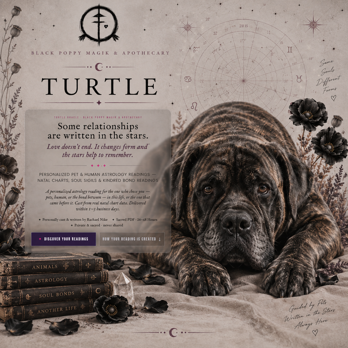 Turtle, the English Mastiff behind Turtle Oracle, with natal chart artwork and Black Poppy design details